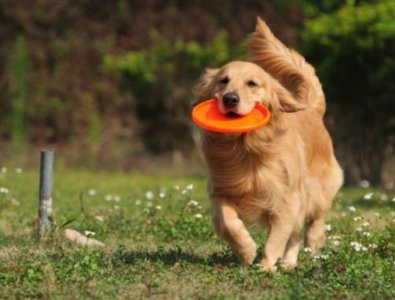 ​世界上十大性格最温顺的狗 金毛犬排名第一 拉布拉多犬位居第二