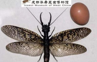 ​世界上最大的水生昆虫，越中巨齿蛉体长15CM