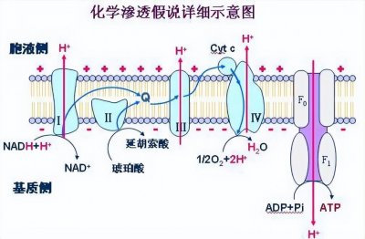 ​科普-氧化磷酸化