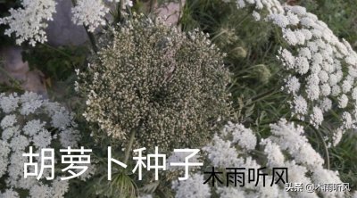 ​胡萝卜怎样种？胡萝卜的种植方法