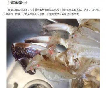 ​网传螃蟹上的“寄生虫”其实就是“鹅颈藤壶的幼体”，可食用！