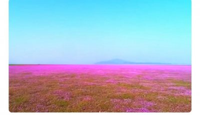 ​鄱阳湖的蓼子花海