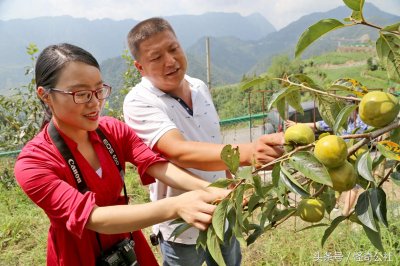 ​湖北秭归：出现一种能散发苹果香味的柿子，维生素B高出苹果10倍