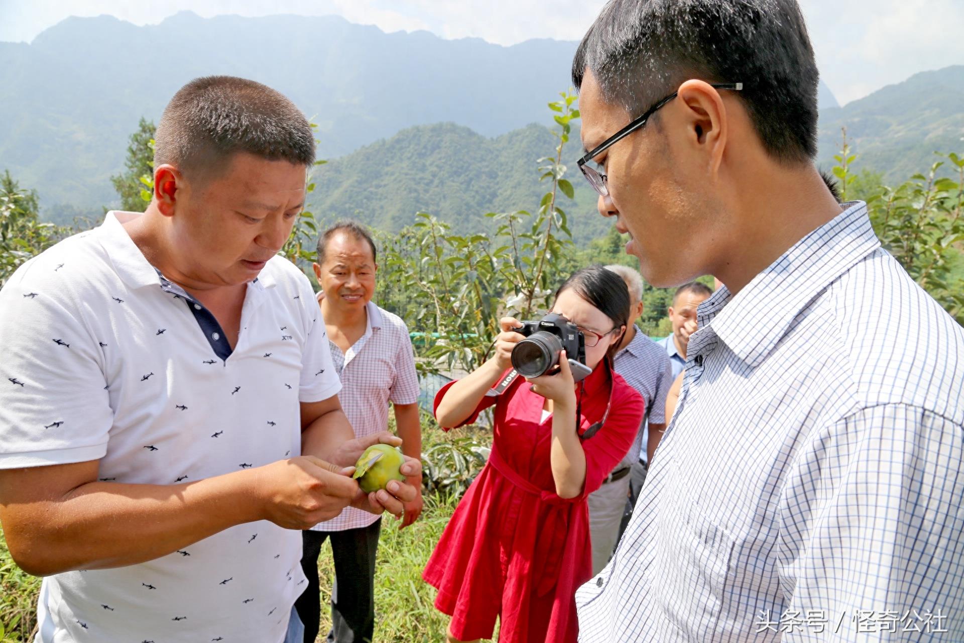 湖北秭归：出现一种能散发苹果香味的柿子，维生素B高出苹果10倍