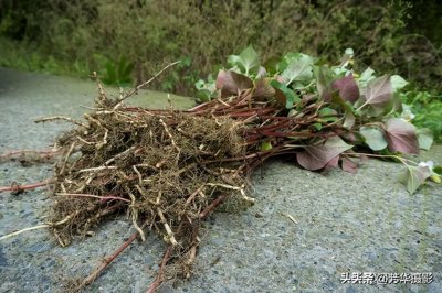 ​50种野菜大图片，带你见识不同的野菜和吃法，