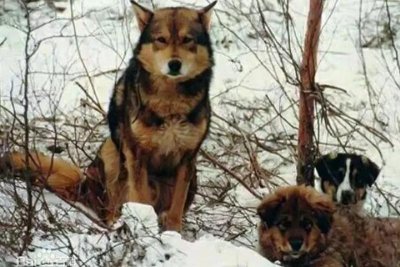 ​鄂伦春猎犬，中国北方的守山犬