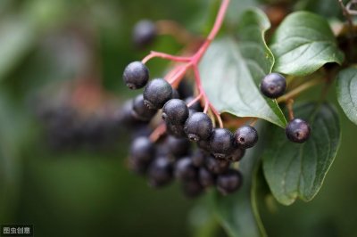 ​“遍插茱萸少一人”中的茱萸是什么？茱萸的价值体现与种植技术