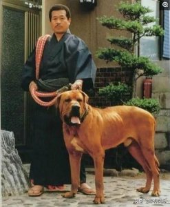 ​吊打美国比特犬，日本土佐犬与比特犬，到底他们谁更厉害？