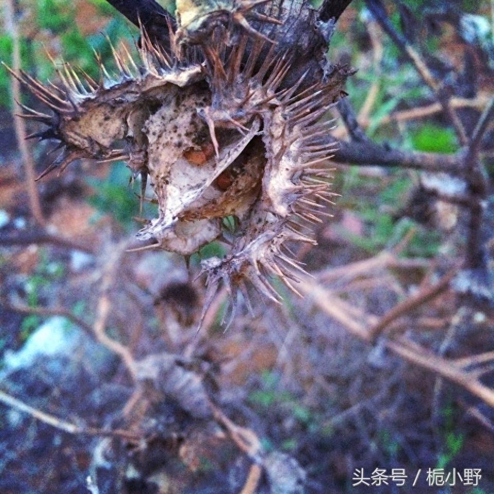 常出现在小说里的彼岸花和尸香魔芋，你见过没有